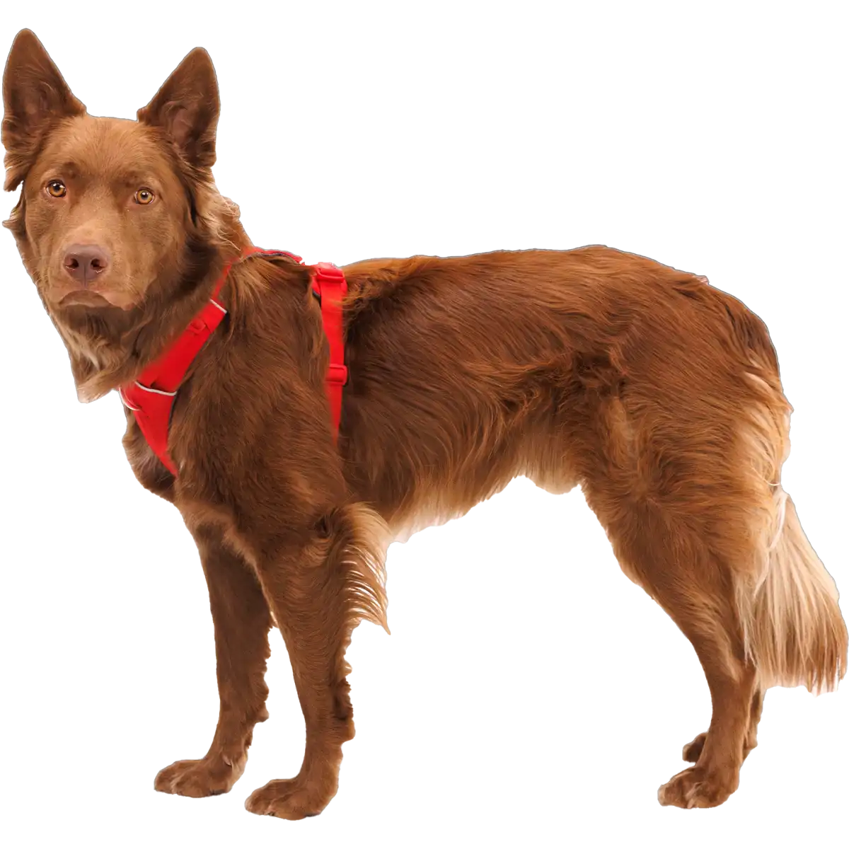 Front Range Harness