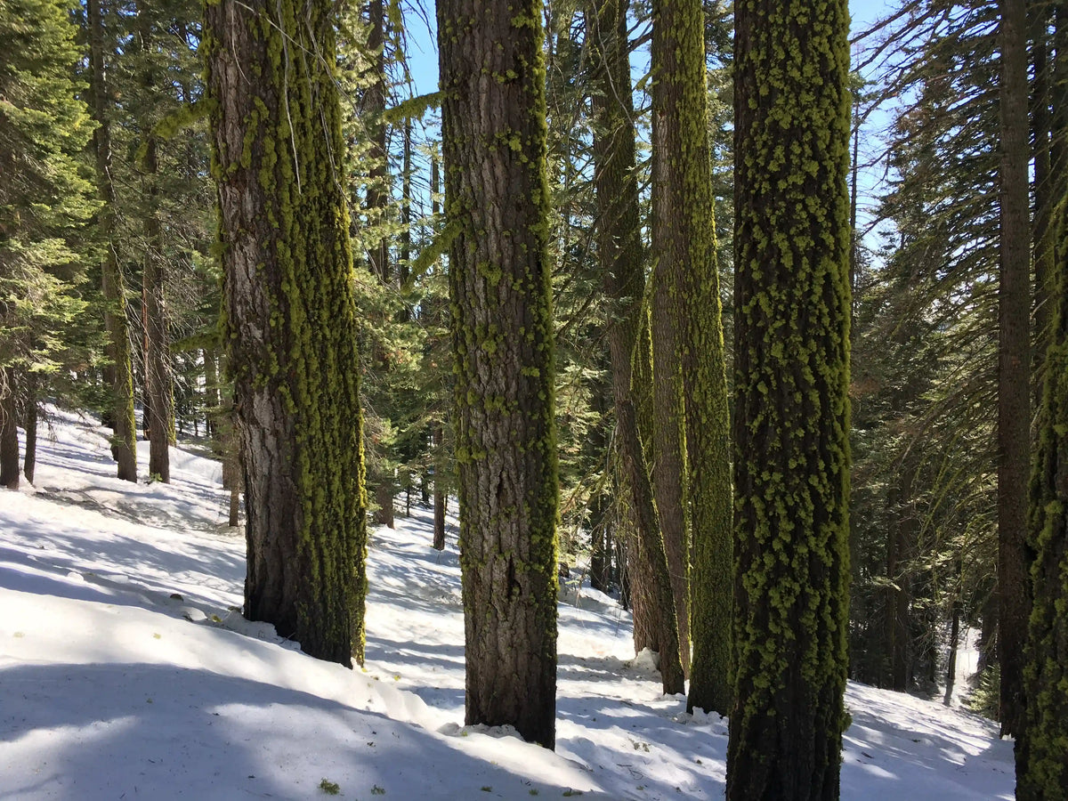 Snowshoeing Yosemite: Dewey Point /Crocker Point Weekend