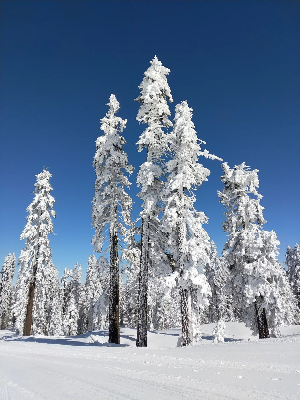 Snowshoeing Yosemite: Dewey Point /Crocker Point Weekend